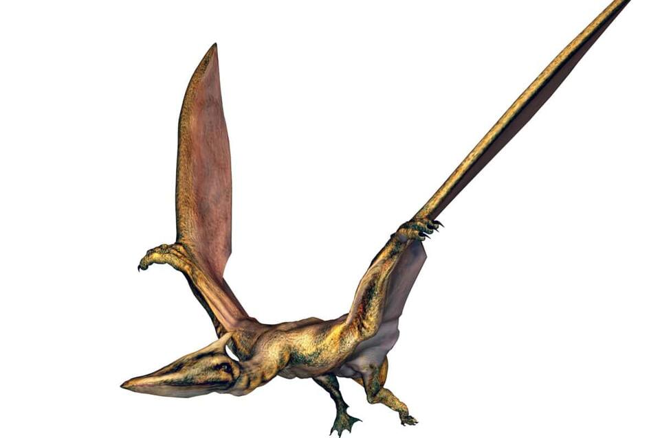 Jurassic Sky Giant Found in UK!