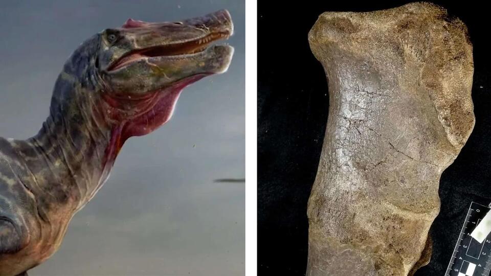 Europe’s T-Rex? Meet the White Rock Giant!