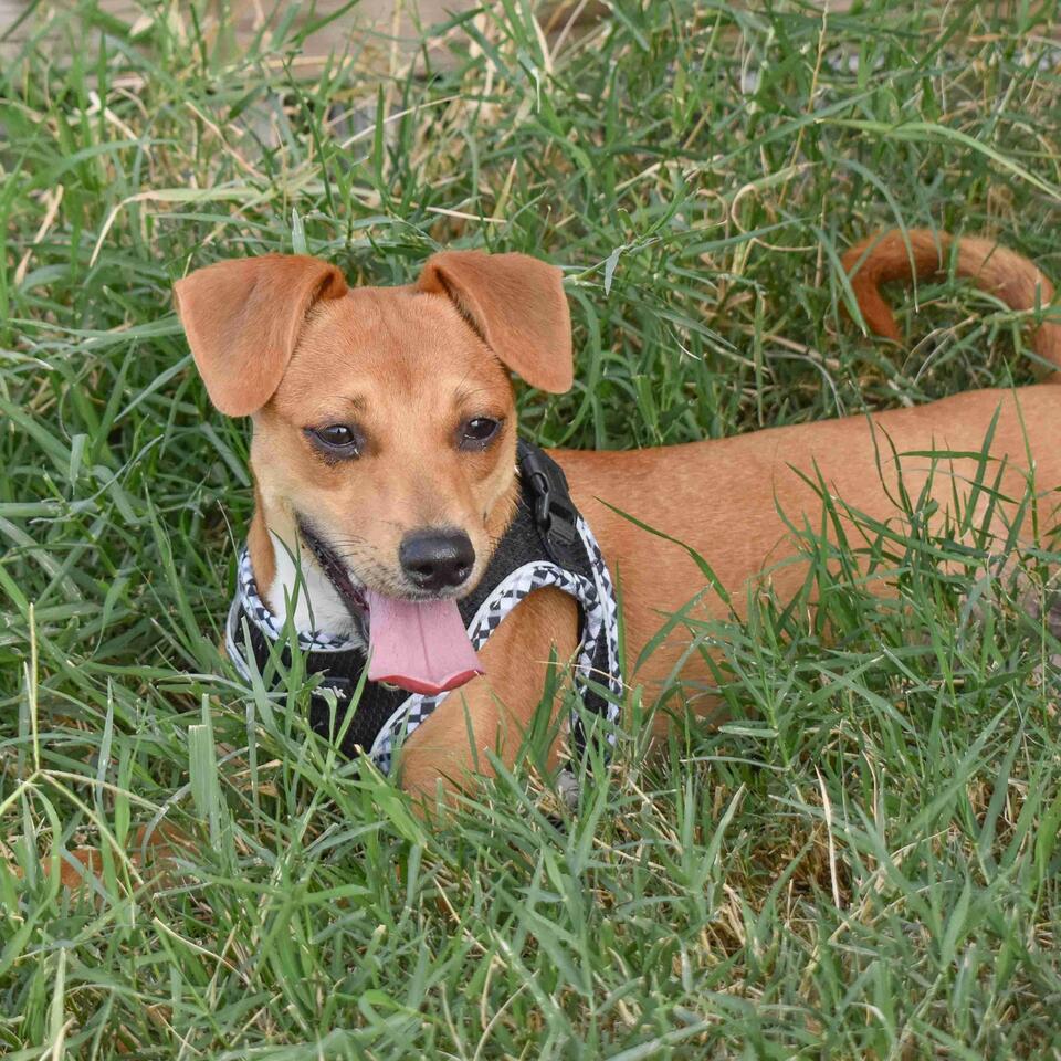 Austin pups are ready for new homes!