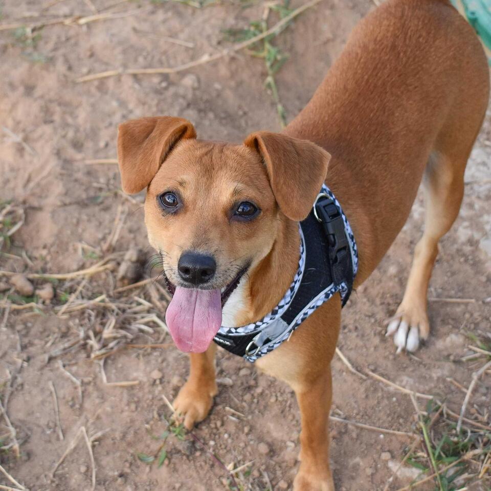 Austin pups are ready for new homes!