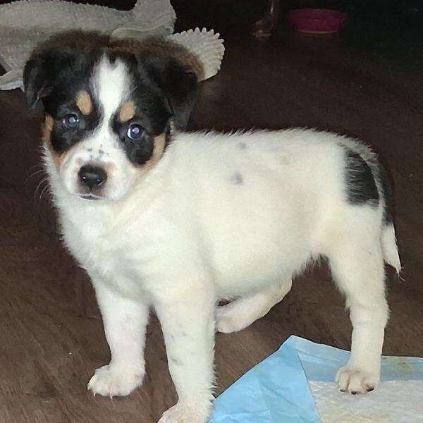 Austin pups are ready for new homes!