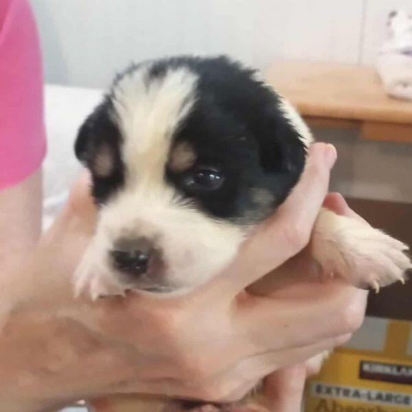 Austin pups are ready for new homes!