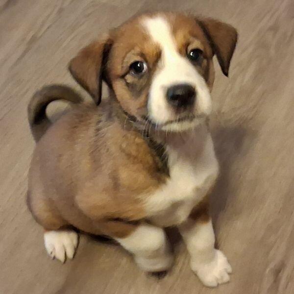 Austin pups are ready for new homes!