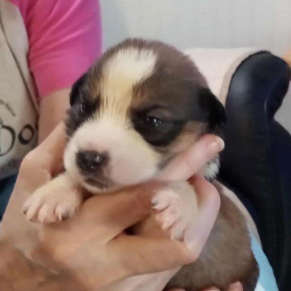 Austin pups are ready for new homes!