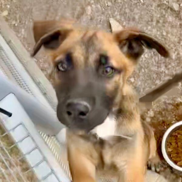 Austin pups are ready for new homes!