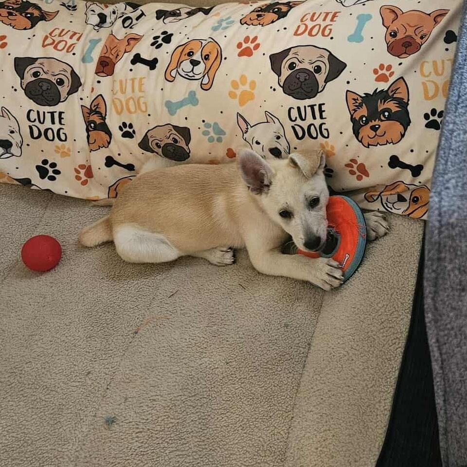 Austin pups are ready for new homes!