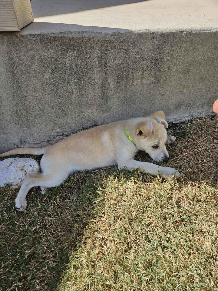 Austin pups are ready for new homes!