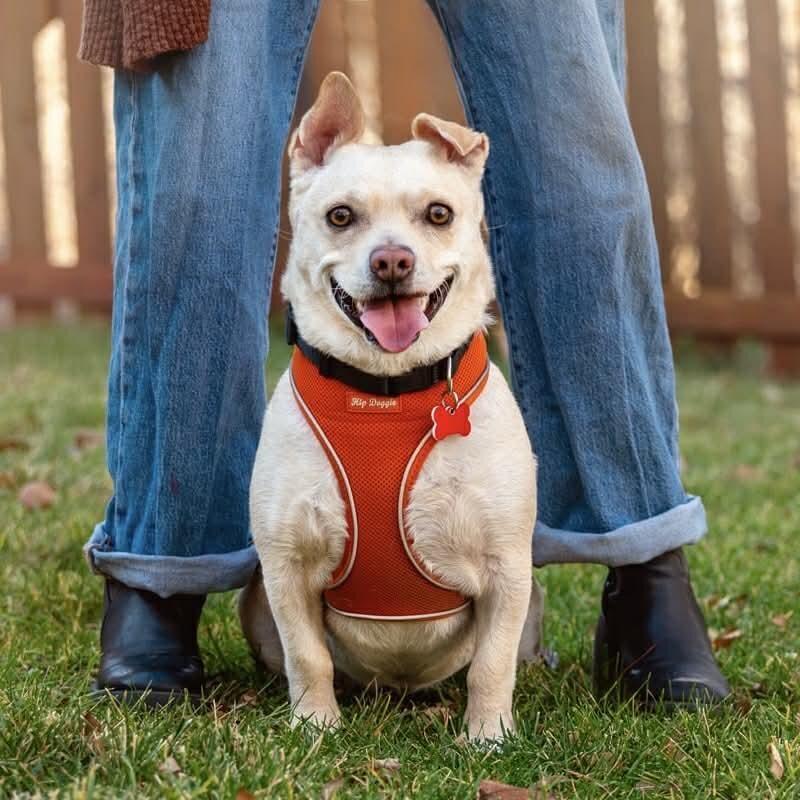 Meet Boulder’s most lovable rescue pups