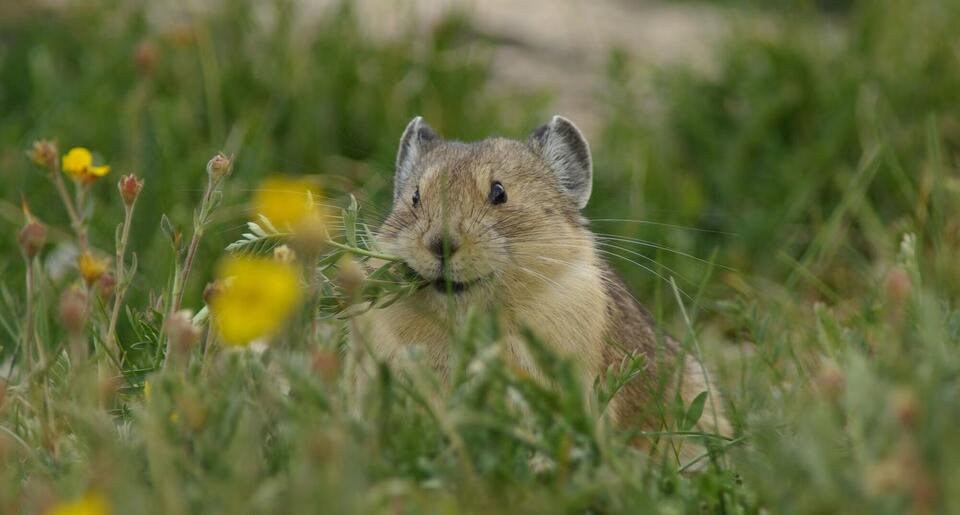 Rocky Mountain pikas are vanishing fast