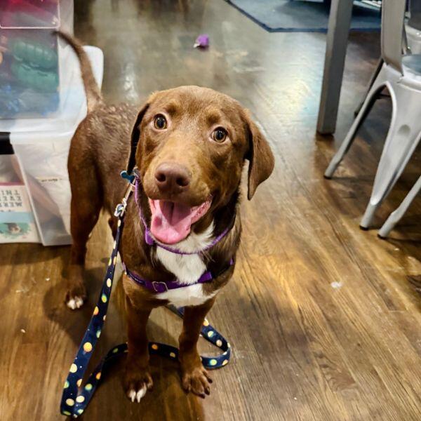 Chicago pups ready for new homes!