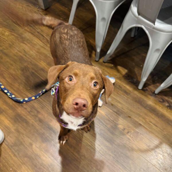 Chicago pups ready for new homes!