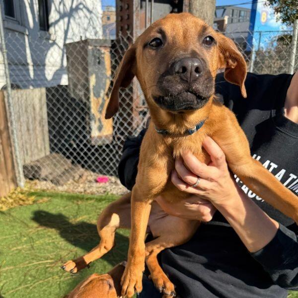 Chicago pups ready for new homes!
