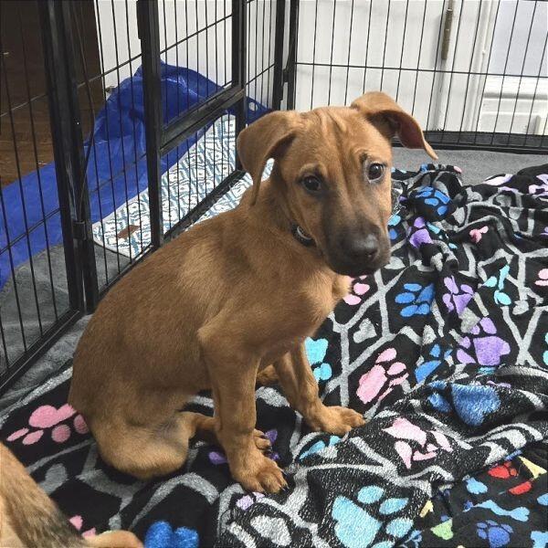 Chicago pups ready for new homes!