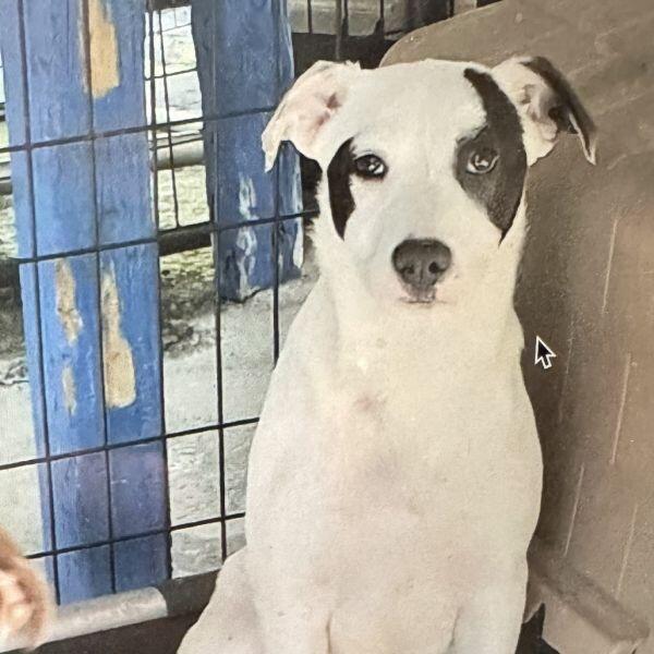 Chicago pups ready for new homes!