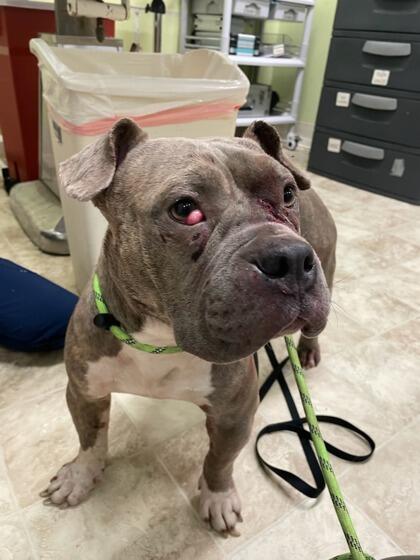 Meet Cincinnati’s newest furry neighbors