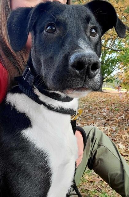 Meet Cincinnati’s newest furry neighbors