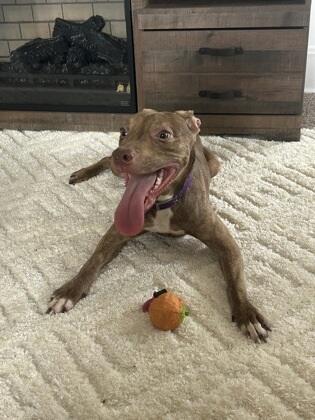 Meet Cincinnati’s newest furry neighbors