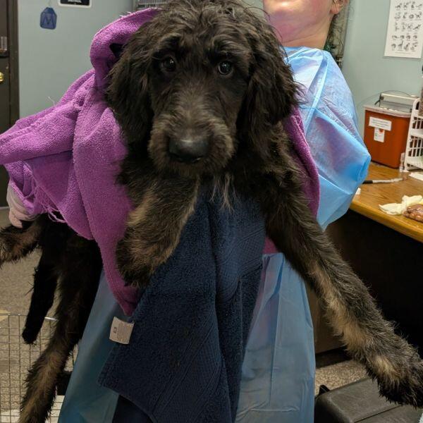 Columbia pups ready for a new home