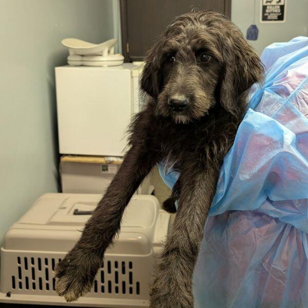 Columbia pups ready for a new home