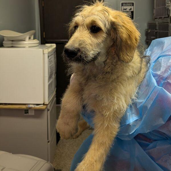 Columbia pups ready for a new home