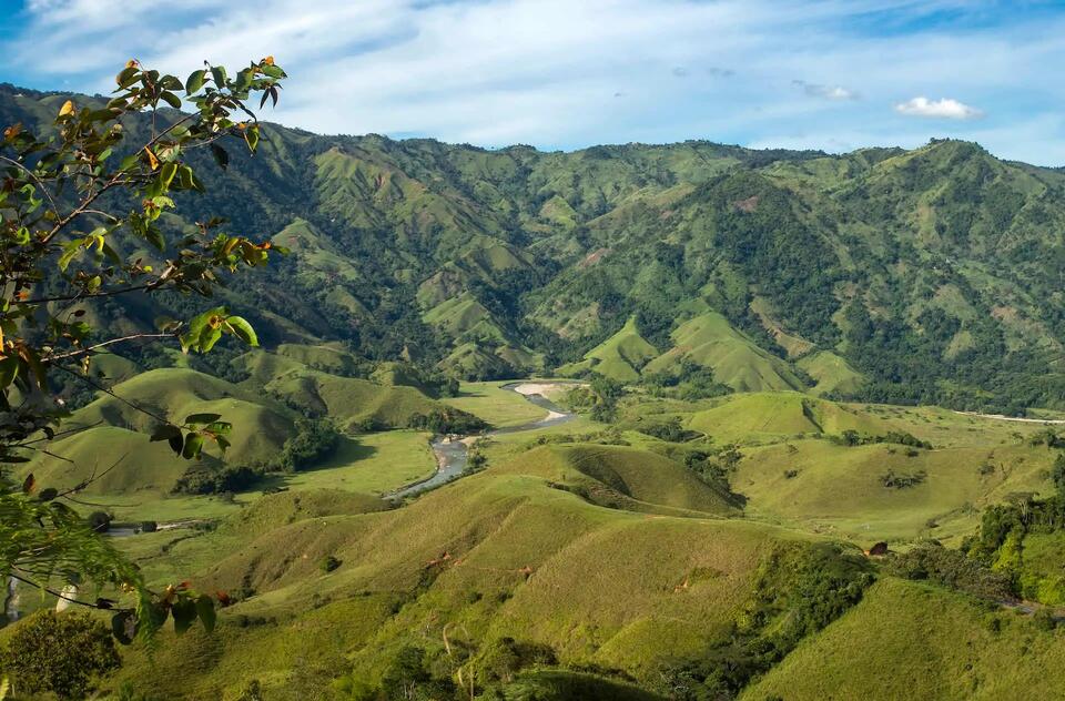 Rare Bird Makes Wild Comeback!