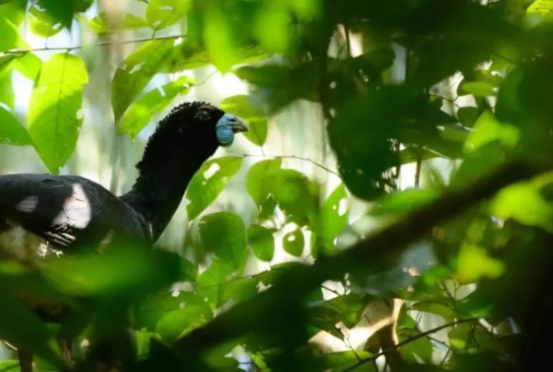 Rare Bird Makes Wild Comeback!