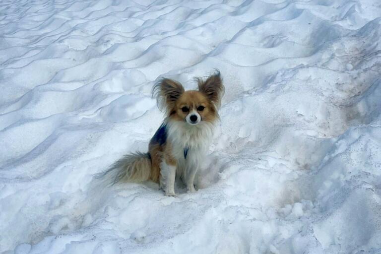 Your Pup’s Got Wolf Vibes!