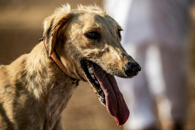 Your Pup’s Got Wolf Vibes!