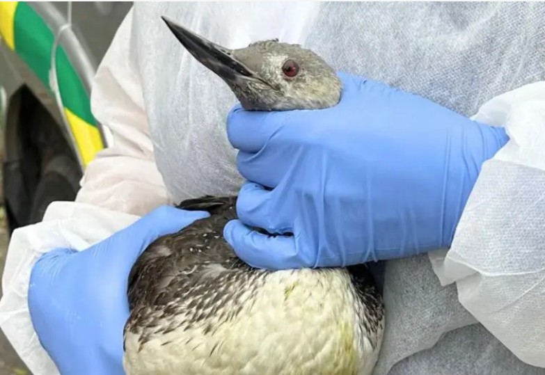 Seabirds Showing Up Where They Shouldn’t?!