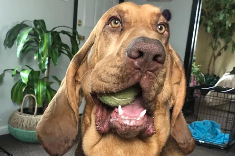 Holiday kitchen hazards: Why your dog isn’t safe