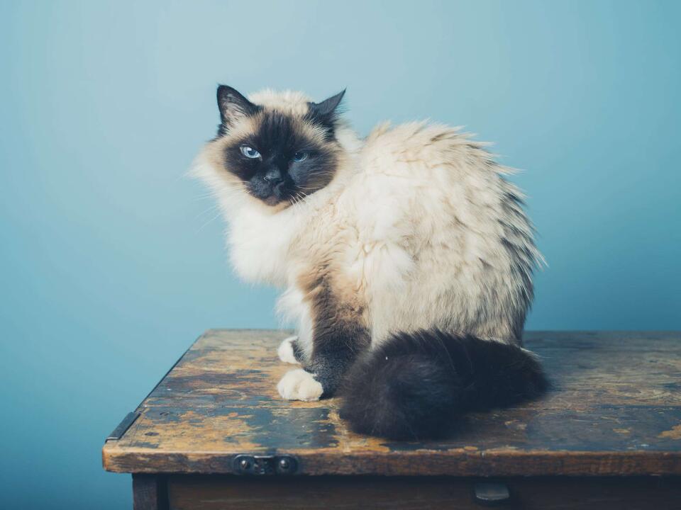Cat Breeds That Outlive the Rest?