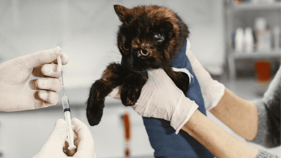 Cat Breeds That Outlive the Rest?