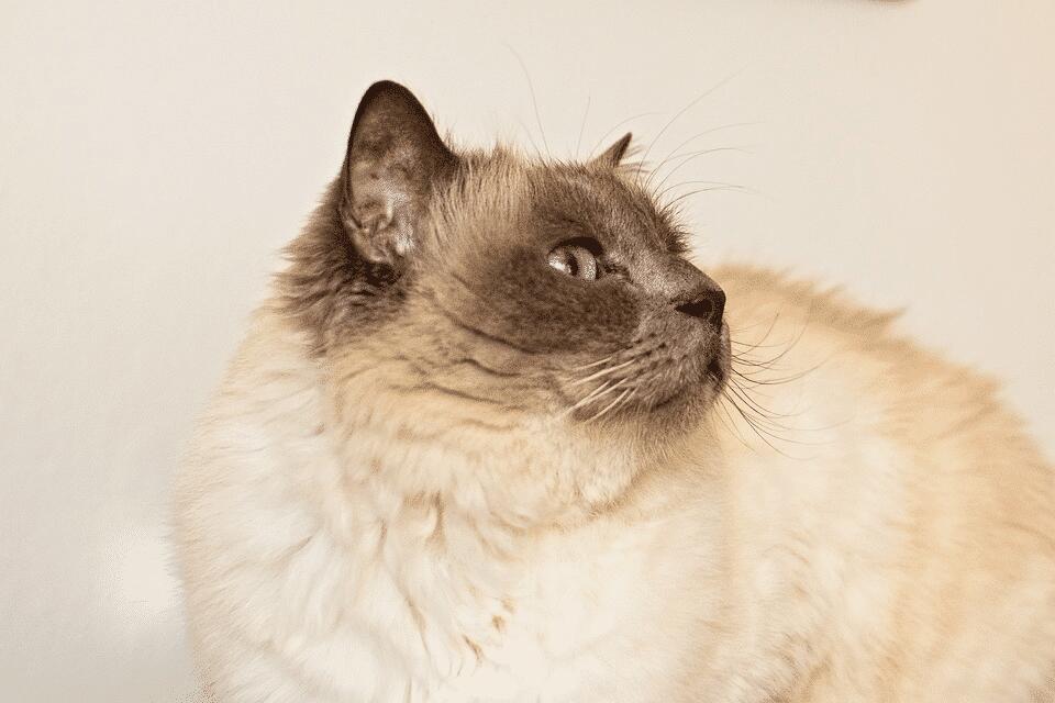 Cat Breeds That Outlive the Rest?