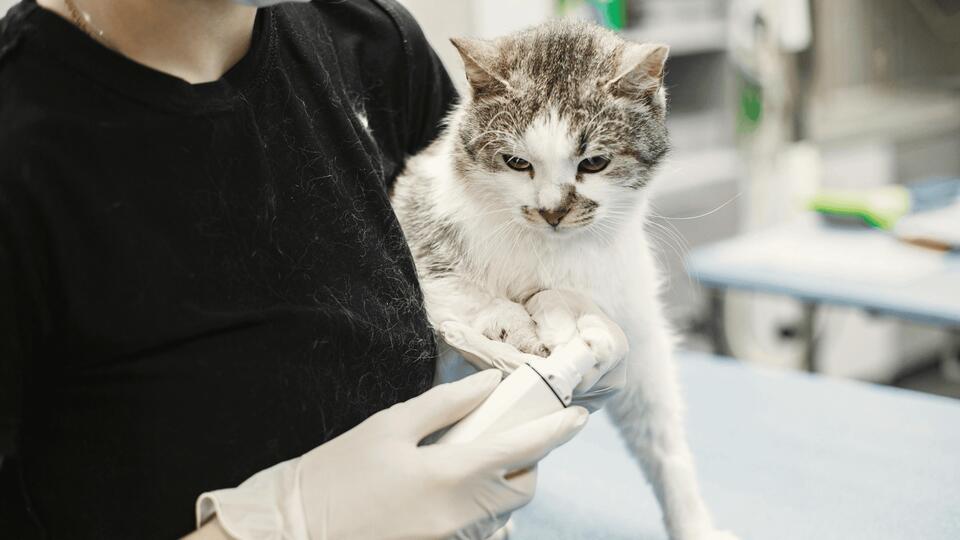 Cat Breeds That Outlive the Rest?