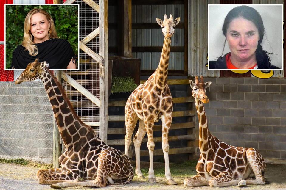 $50K reward: Where are Virginia’s baby giraffes?