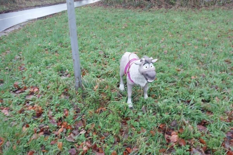 The Derbyshire 'dog' that fooled everyone