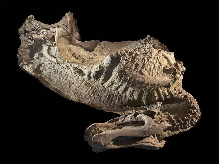 Dino Mummies Are Changing the Game