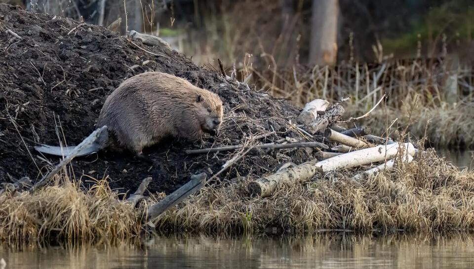 Beavers Are Basically Nature’s Plumbers
