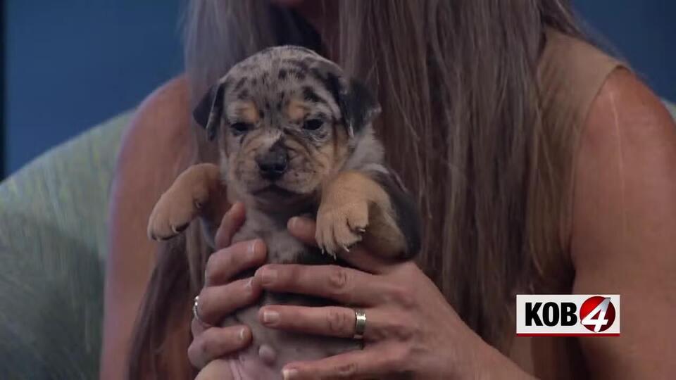 Puppy love and senior smiles in Albuquerque