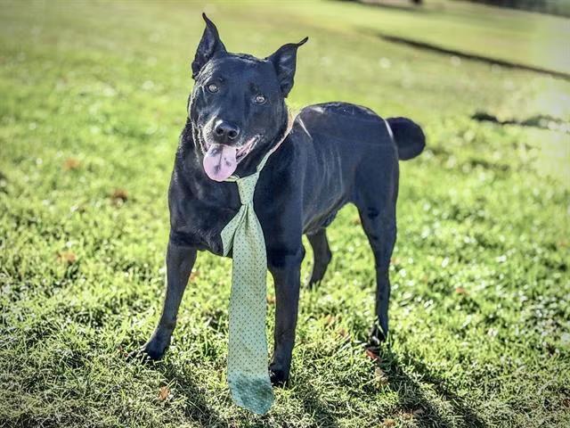 Puppy love and senior smiles in Albuquerque