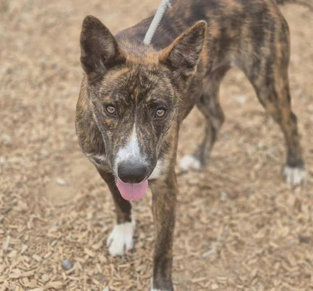 Puppy love and senior smiles in Albuquerque