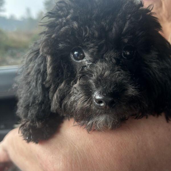 Meet Baton Rouge’s cutest pups ready for adoption