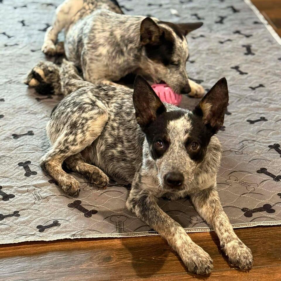 Bozeman’s shelter dogs need a second chance