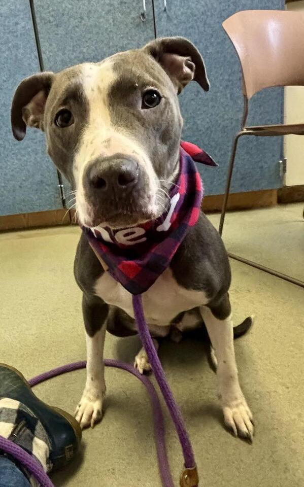 Buffalo pups ready for new homes!