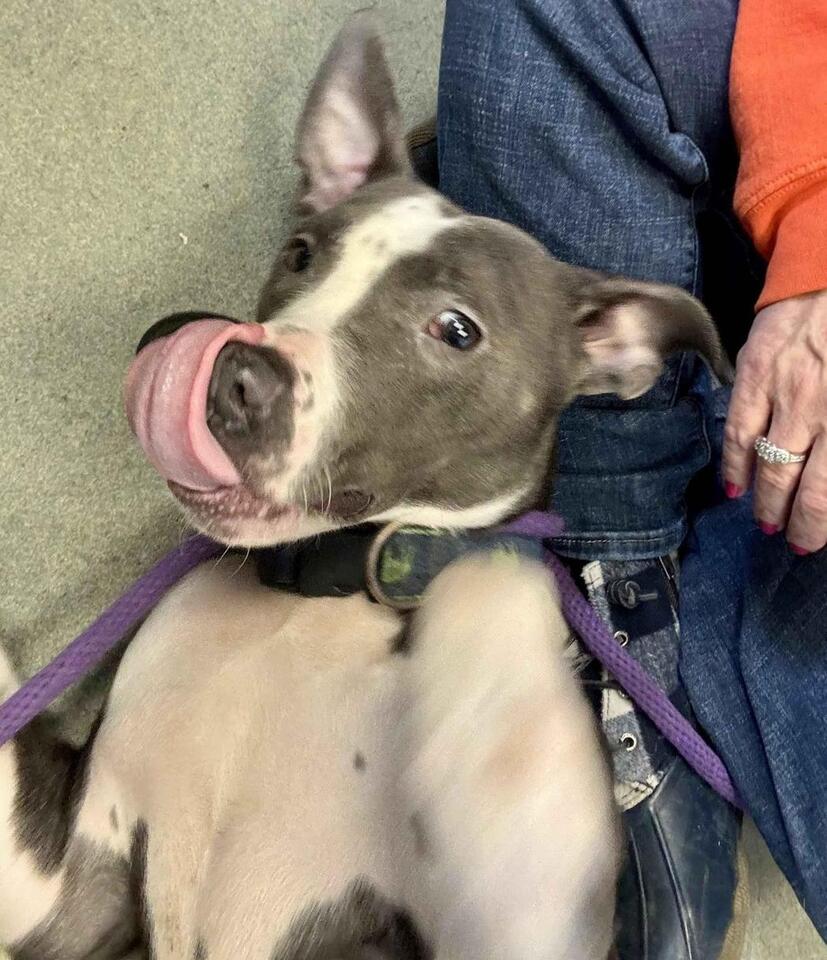 Buffalo pups ready for new homes!