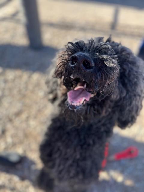 Buffalo pups ready for new homes!