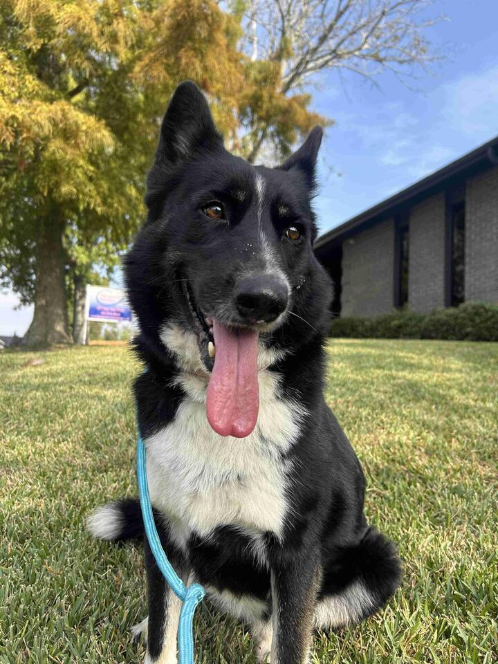 Buffalo pups ready for new homes!