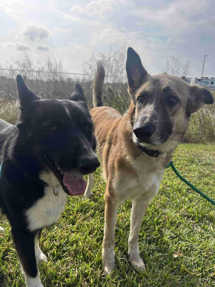 Buffalo pups ready for new homes!