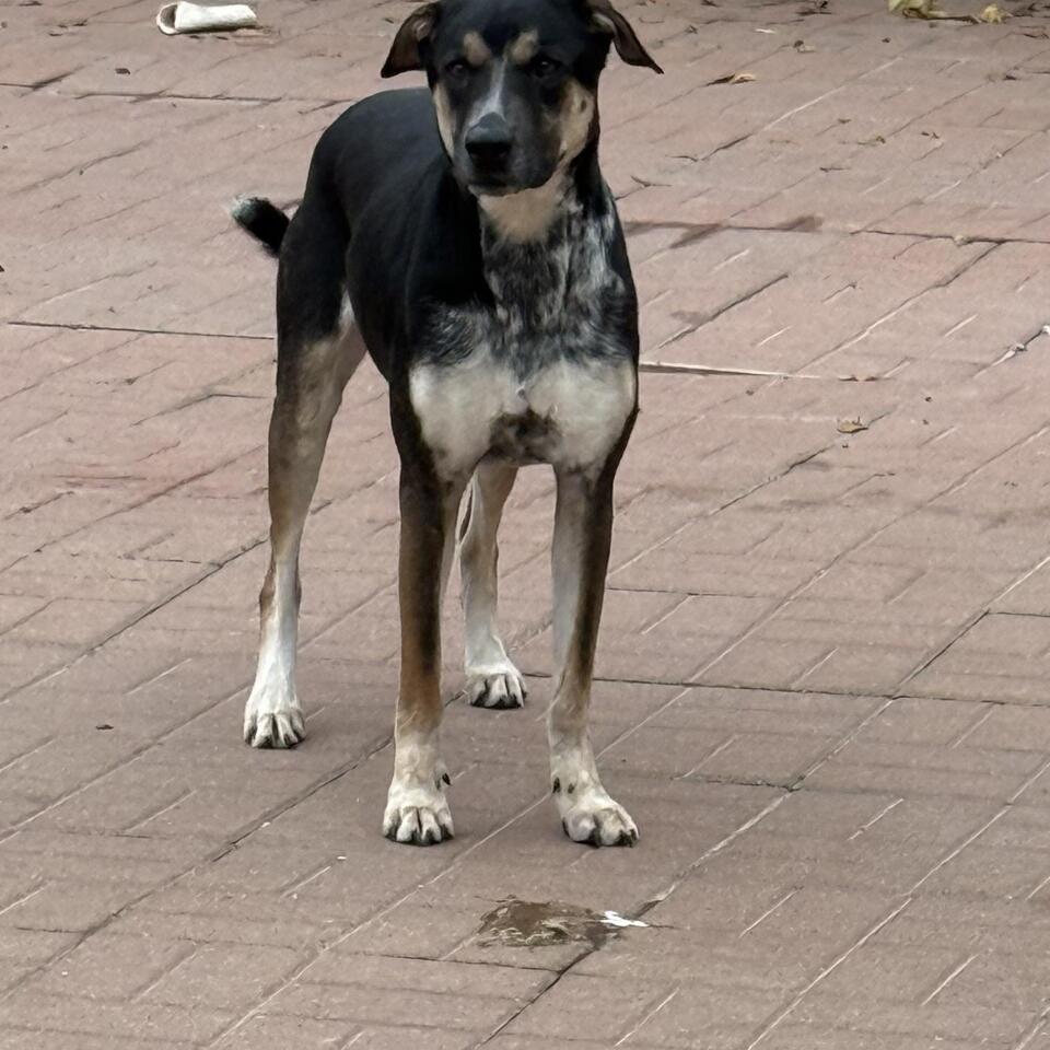 Buffalo pups ready for new homes!