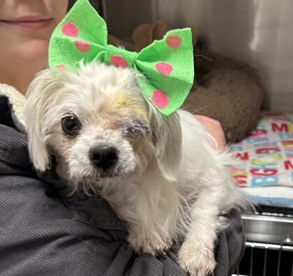 Cincinnati’s shelters are full of love—adopt today!